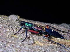 Metallyticus splendidus