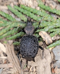 Cychrus tuberculatus