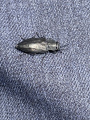 Melanophila acuminata