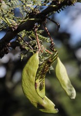 Vachellia robusta robusta