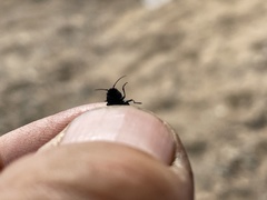 Melanophila acuminata