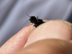 Melanophila acuminata