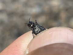 Melanophila acuminata