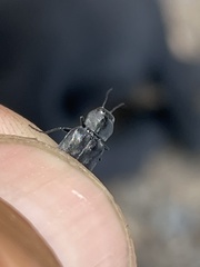 Melanophila acuminata