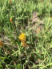 Narthecium ossifragum