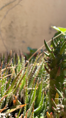 Austrocylindropuntia subulata