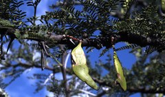 Vachellia robusta robusta