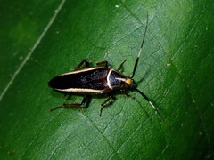 Hemithyrsocera histrio