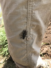 Andrenosomatini