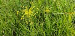 Allium flavum