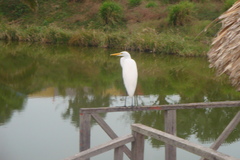 Ardea alba