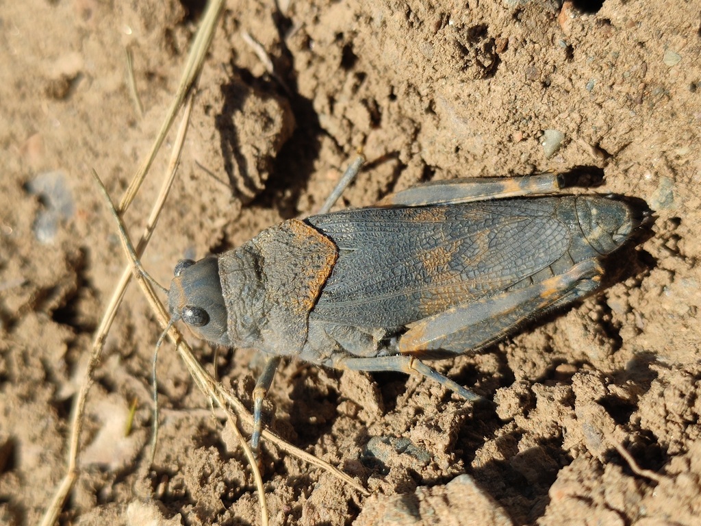 Bryodema gebleri