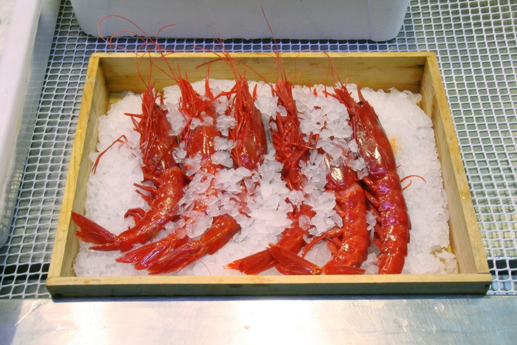 Scarlet gamba prawn