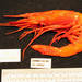 Scarlet Gamba Prawn - Photo (c) Smithsonian Institution, National Museum of Natural History, Department of Invertebrate Zoology, some rights reserved (CC BY-NC-SA)