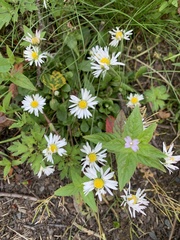 Bellis perennis
