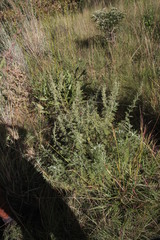 Artemisia afra