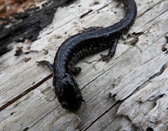 Plethodon chlorobryonis