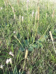 Plantago media