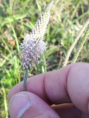 Plantago media