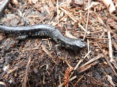 Plethodon chlorobryonis