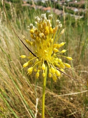 Allium flavum
