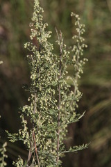 Artemisia afra