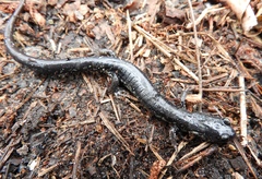 Plethodon chlorobryonis