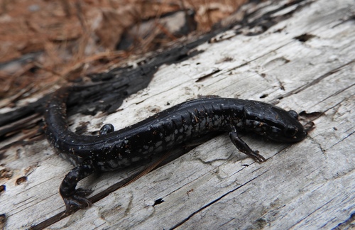 Atlantic Coast Slimy Salamander