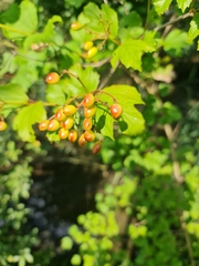 Viburnum opulus
