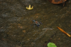 Cosmodela barmanica