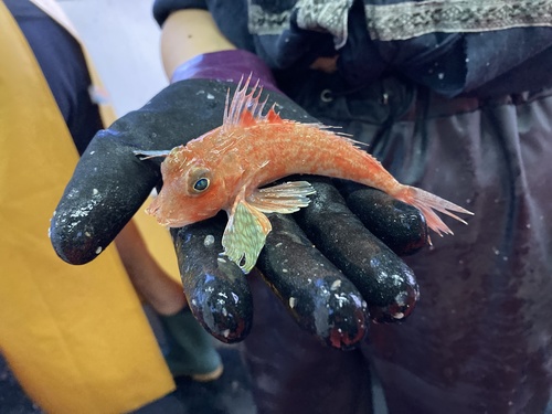 Large-scaled gurnard (Lepidotrigla cavillone) — Triglidae — 3