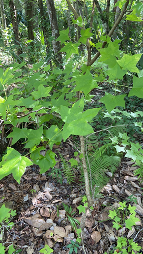 Liquidambar styraciflua image