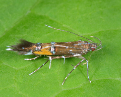 Cosmopterix gemmiferella