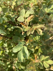 Rosa rugosa