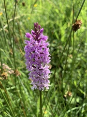 Dactylorhiza fuchsii