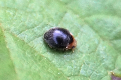 Scymnus rubromaculatus