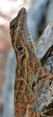 Anolis brevirostris
