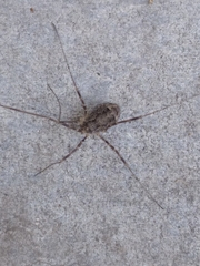 Opilio parietinus