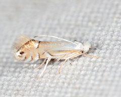 Phyllonorycter lucidicostella