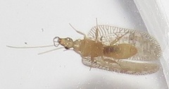 Psectra mozambica