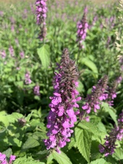 Stachys palustris