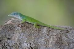 Anolis viridius