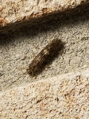 Hydropsychoidea