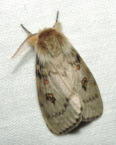 White Cedar Moth Caterpillar Leptocneria Reducta Stock Photo 188257241