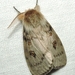 White Cedar Moth - Photo (c) Cherylyn Riley, some rights reserved (CC BY-NC), uploaded by Cherylyn Riley