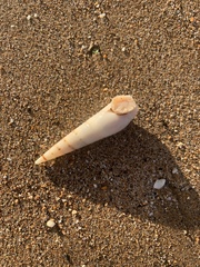 Turritella