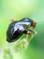 Halticus luteicollis