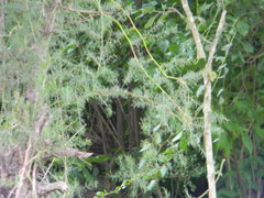 Asparagus racemosus