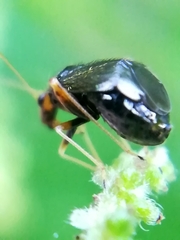 Halticus luteicollis