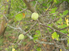 Commiphora berryi